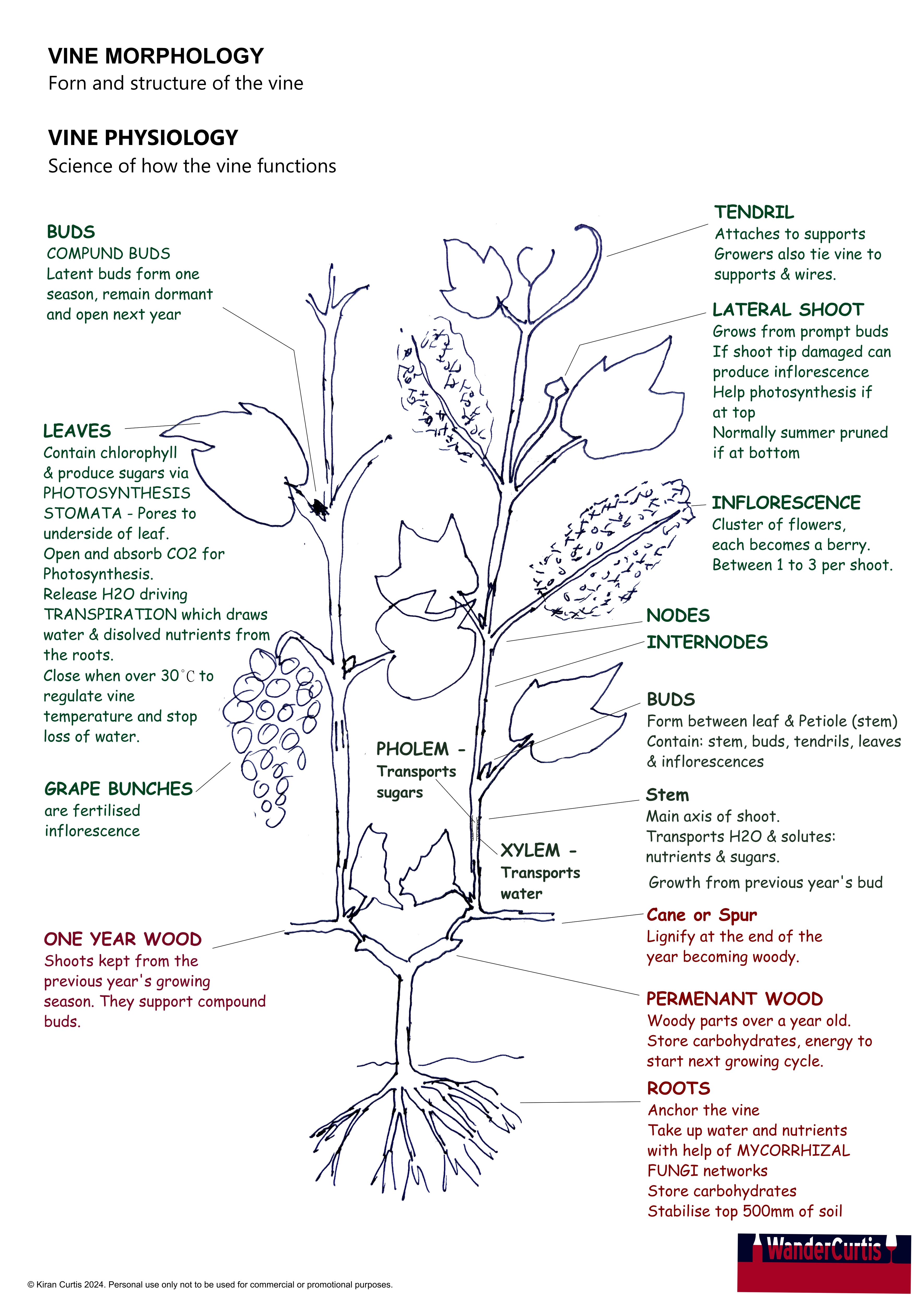 Vine Morphology and Physiology | WanderCurtis Wine